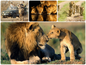 Gir Tourism